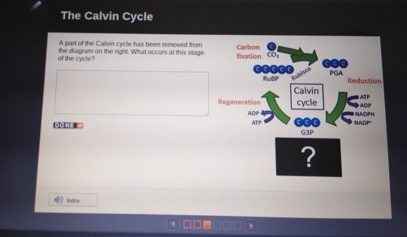 what part of Calvin cycle has been removed from the diagram on the right what occurs-example-1