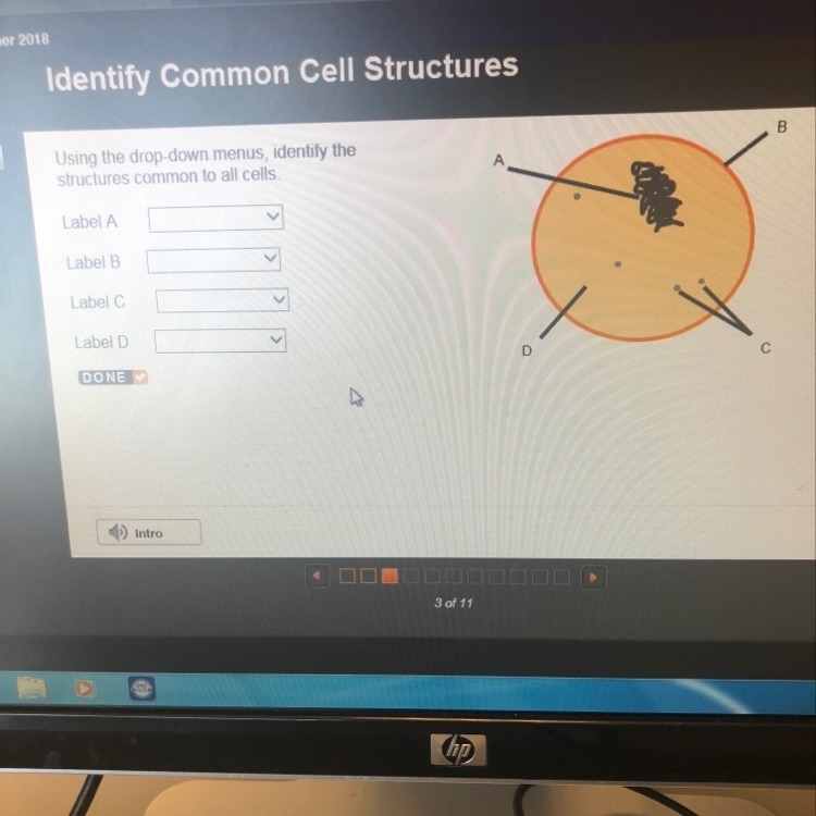 Using the drop down menus identify the structures common to all cells-example-1