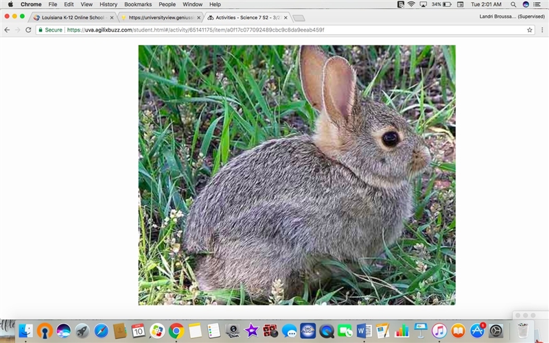 Maria's subdivision has a lot of little brown rabbits. In the years past, you could-example-1