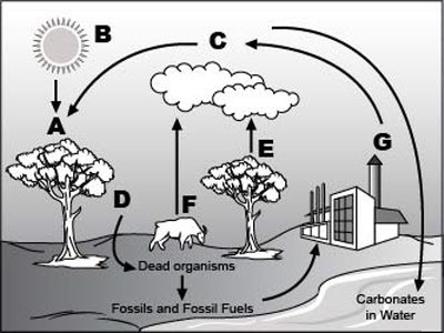 Analyze the given diagram of carbon cycle below. Part 1: What is happening at location-example-1