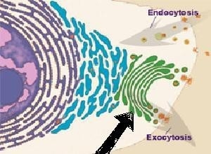 The black arrow in the picture above is pointing to an organelle that is packaging-example-1