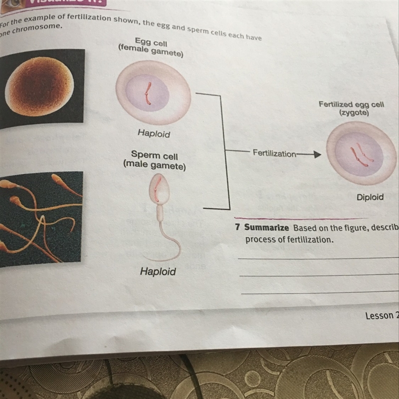 Based on the figure,describe the process of fertilization.-example-1