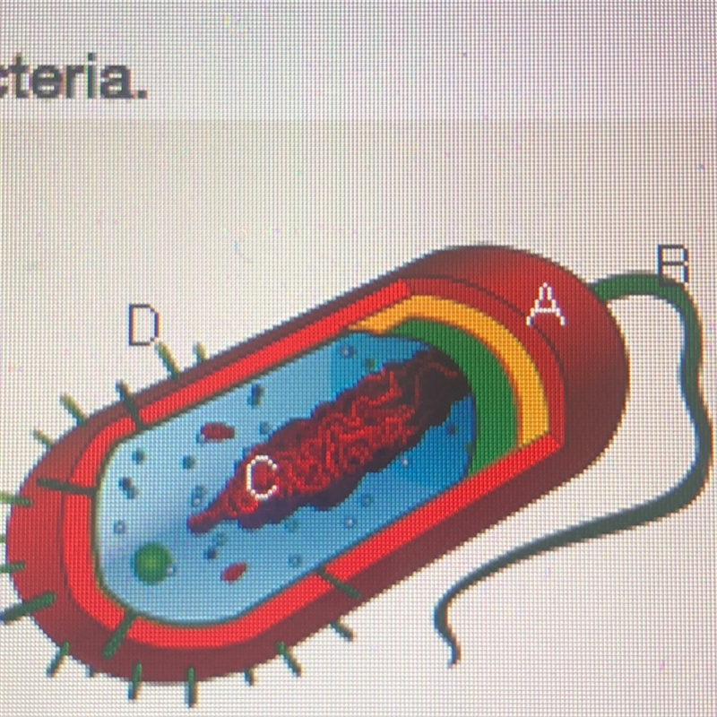 Which of the labeled structures in the diagram allows bacteria to infect organisms-example-1