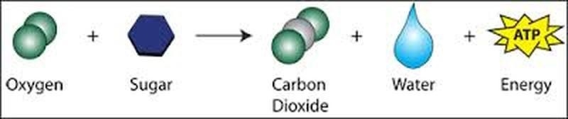 Which of the following helps to capture the energy of the sun? A light-dependent reaction-example-1