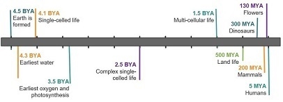 Which statements indicate what the fossil record suggests about evolution on Earth-example-1