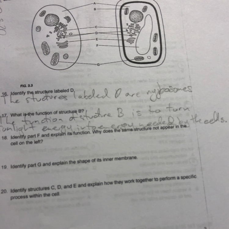 Identify part F and explain its function. Why does the same structure not appear in-example-1