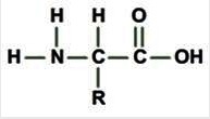 What biological macromolecule is made up of monomers like the one shown below? A. Lipid-example-1