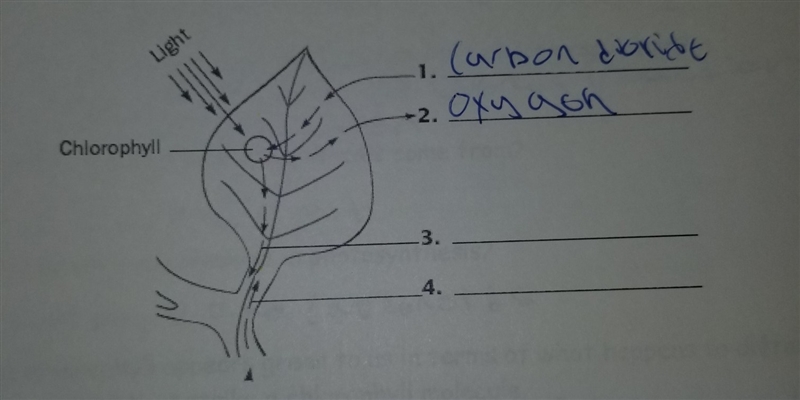 What am i missing I have 1. carbon dioxide 2. oxygen and that's it please help-example-1