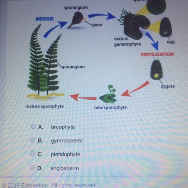 The image below shows the life cycle of a plant. Which class does this plant belong-example-1