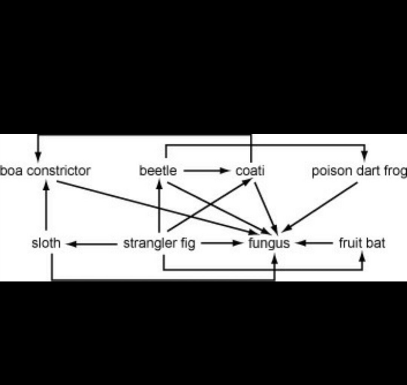 What is the role of the fungus in the food web shown? A. To break down photon B. To-example-1