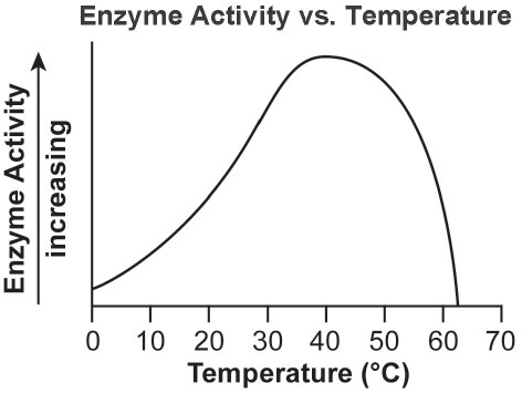 The graph shows how the activity of an enzyme changes at different temperatures. Which-example-1