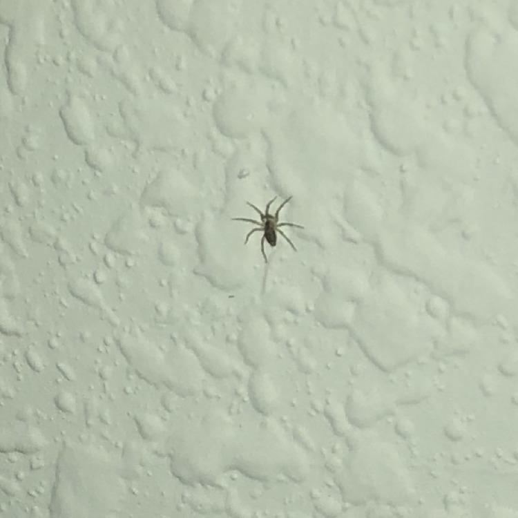 What type of spider is this ( I live in Florida) Also it looked like it was a baby-example-1