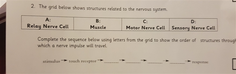 Stimulus - touch receptors - ___ - ___ - ___ - ___ - response-example-1