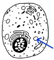 A student observes this cell under the microscope. He is discussing the structure-example-1