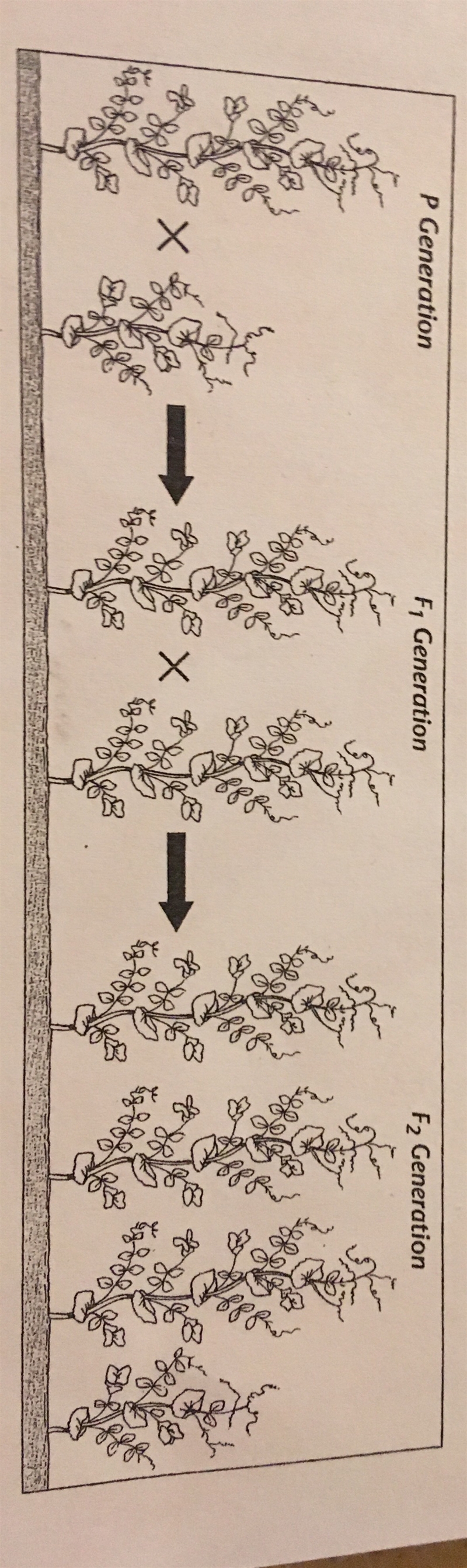 What trait in pea plants is being studied in the cross shown above?-example-1