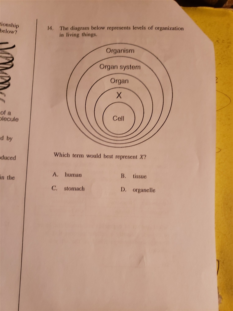 The diagram below represents levels of organisms-example-1