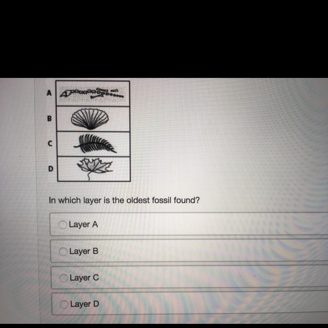 The diagram shows the fossils found in different layers of a rock. Layer A Layer B-example-1