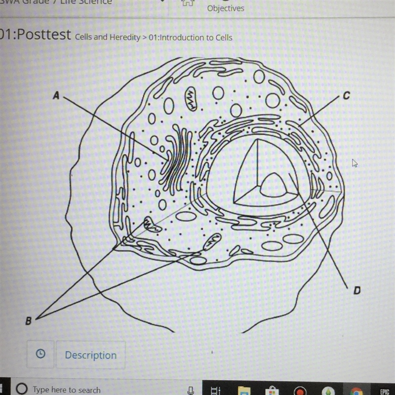 What describes the cell? A.a bacterial cell with nucleus B. An an animal with nucleus-example-1