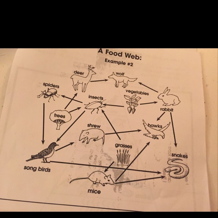 Eliminate one of the consumers in this food web-example-1