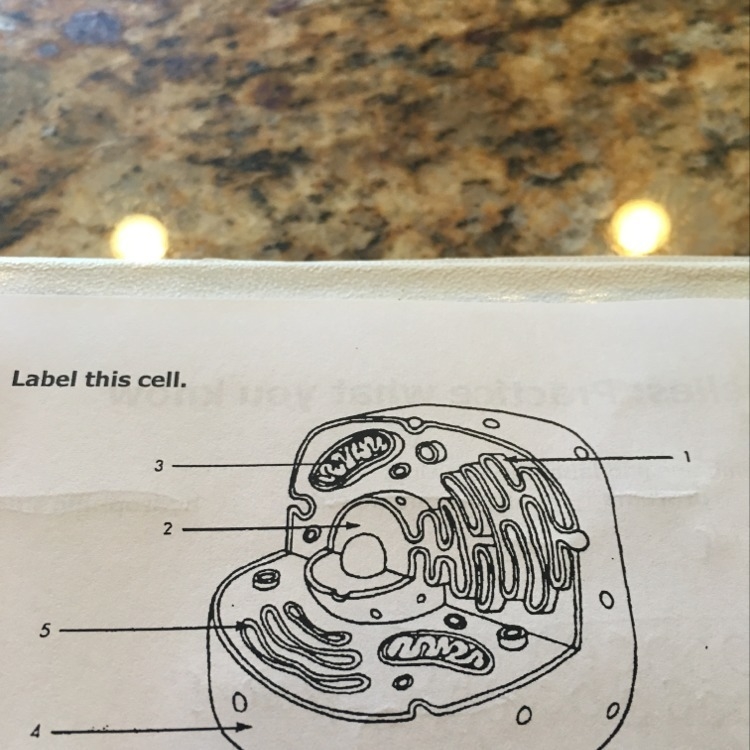 Label the cell and tell me what kind of cell it is-example-1