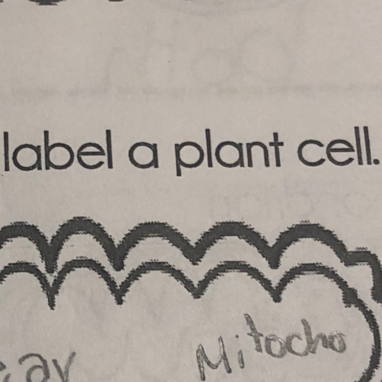 What are the names of the plant cells need help it’s for hw-example-1