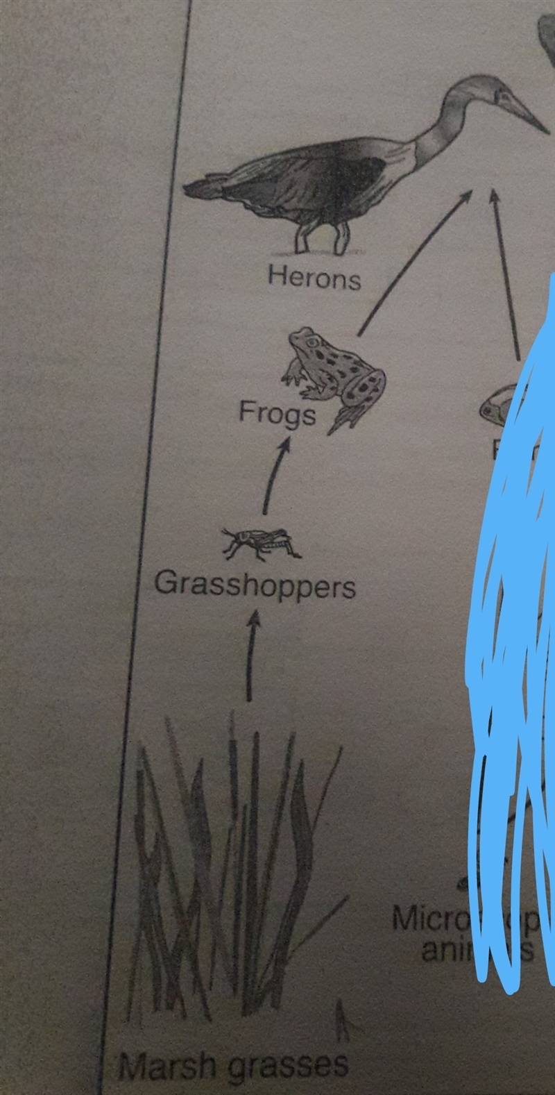 Would the population of marsh grasses might increase if the population of hernos decreased-example-1