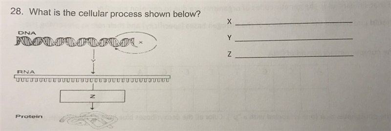 What is the cellular process shown below for x,y, and z?-example-1