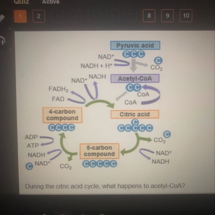 The graph shows the citric acid cycle. During the citric acid cycle what happens to-example-1