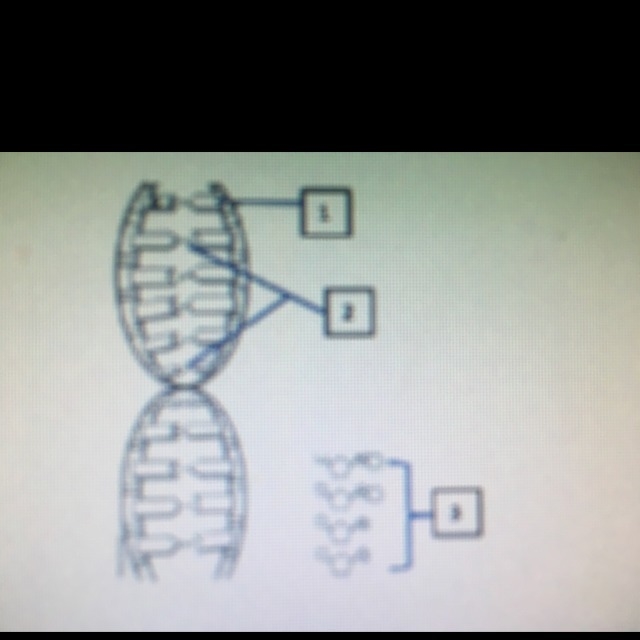 Label the following diagram. Use the terms (not every word will be used) nucleotide-example-1