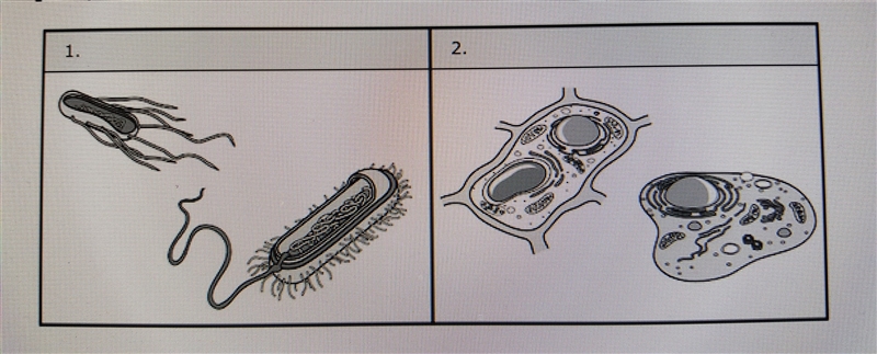 1. Which of the components could be observed using a microscope in a prepared slide-example-1