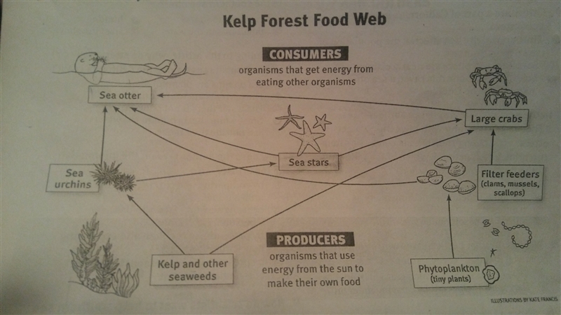 which organism directly or indirectly gives energy to the most organisms in the kelp-example-1