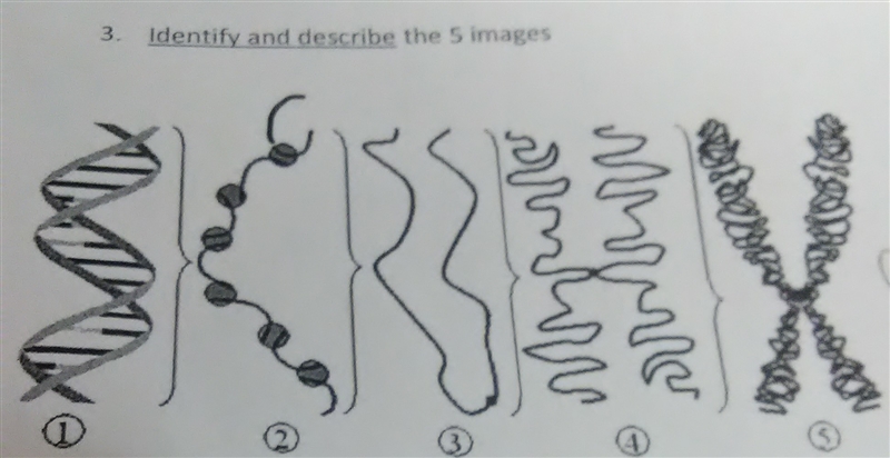 I need help I need to identify these images (I'm doing a chromosome worksheet) can-example-1