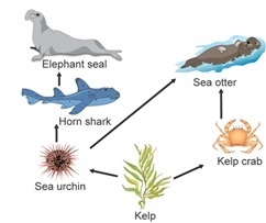 Which organism in this food web would you expect to have the greatest amount of biomass-example-1