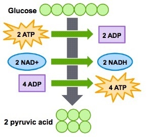 During glycolysis, glucose is broken down into two molecules of pyruvate. What is-example-1