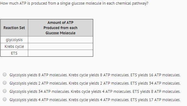 How much ATP is produced from a single glucose molecule in each chemical pathway? A-example-1