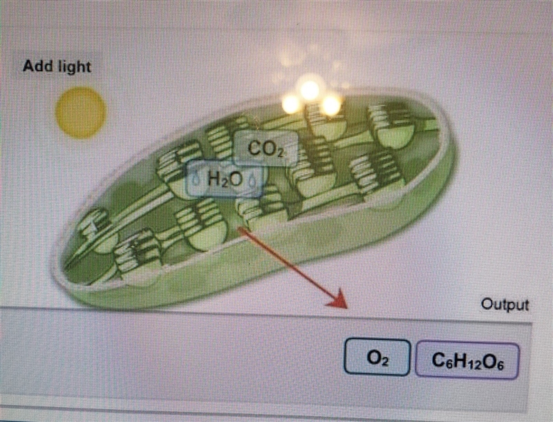 Which of the following is the best description of the process shown in the image below-example-1