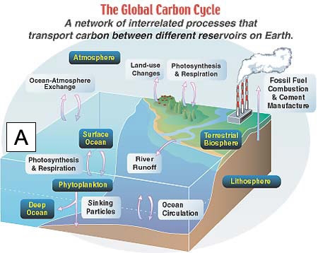 Given the following diagram, what product is produced at Location A? A)Carbohydrates-example-1