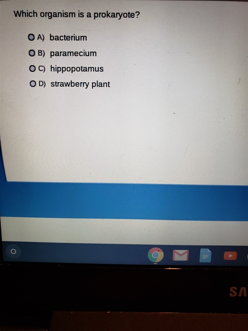 Which organism is a prokaryotes-example-1