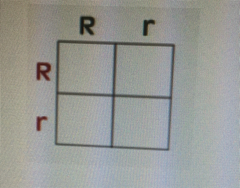 Use the Punnett square below to answer the following questions R = round ears r= pointy-example-1