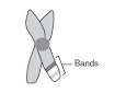 The drawing below represents a pair of chromosomes. The area labeled "bands&quot-example-1