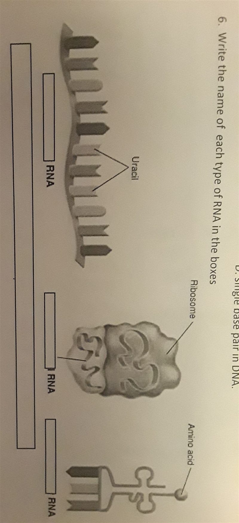 Write the name of each type of RNA in the boxes-example-1