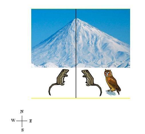 A mountain separates a population of mice into two distinct eastern and western populations-example-1