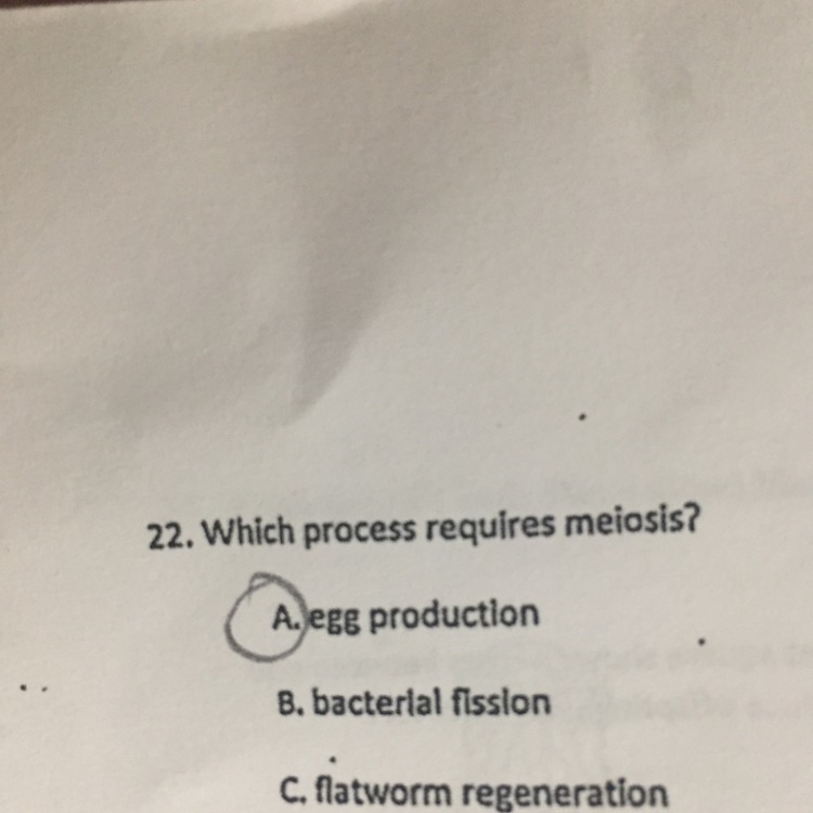 Which process requires meiosis? A. Egg production B. Bacterial fission C. Flatworm-example-1