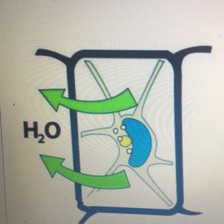 Which of the following statements best illustrates the image below A: a plant cell-example-1