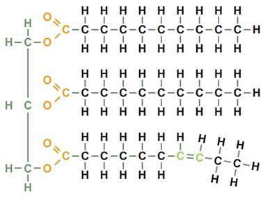 What type of molecule is represented by the model below? Carbohydrate Steroid Fat-example-1