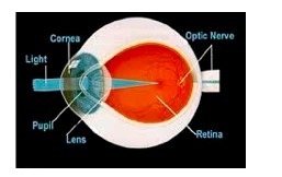 Your eyes. They are made of many different parts. Each part has a special job in helping-example-2