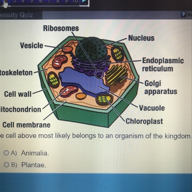 The cell above would most likely belongs to an organism of the kingdom A) animalia-example-1