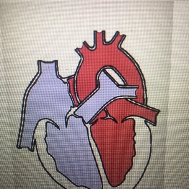 What path describes the movement of oxygenated blood leaving the heart? Use the standard-example-1