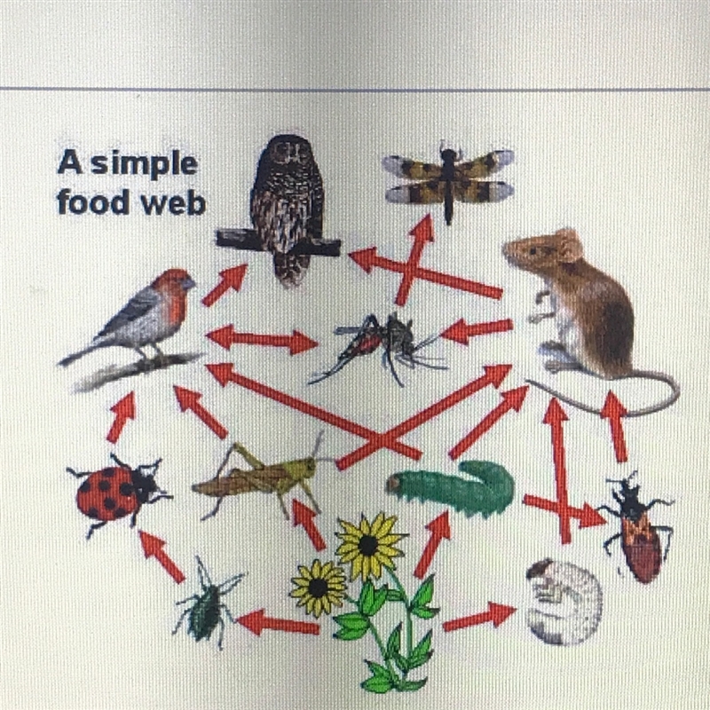 HURRY !! i need help !! 4You can see a typical food web here. Imagine that this food-example-1