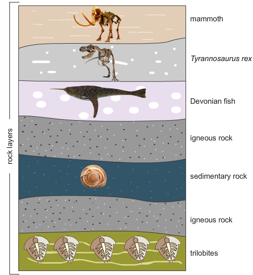 Scientists observed a rock stratum and discovered some fossils. The image shows the-example-1